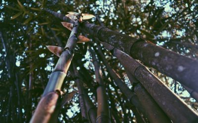 Kompas: Gubernur NTT: Mari Tanam Bambu demi Keselamatan Alam Kita