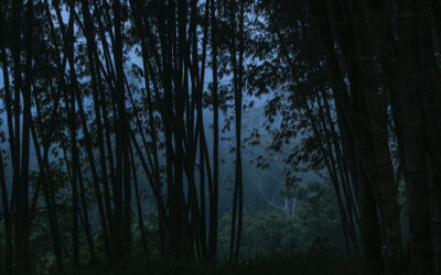 Bamboo Pioneers: Elizabeth Widjaja