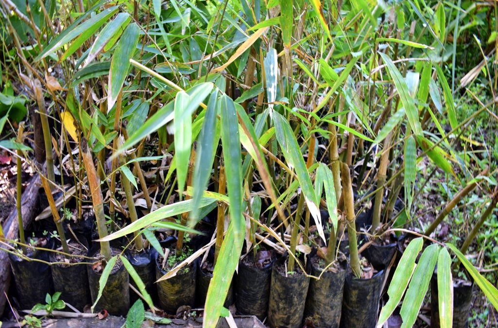 Retha, Perempuan Muda Pioner Pembibitan Bambu di Ngada