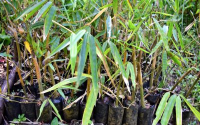 Retha, Perempuan Muda Pioner Pembibitan Bambu di Ngada