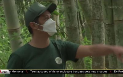 Indonesia plans for ways to use bamboo to mitigate climate change effects