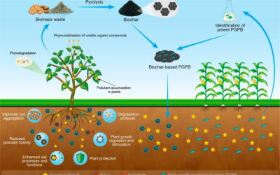 Biochar: A Potential Tool in Degraded Land Restoration for a Sustainable Future