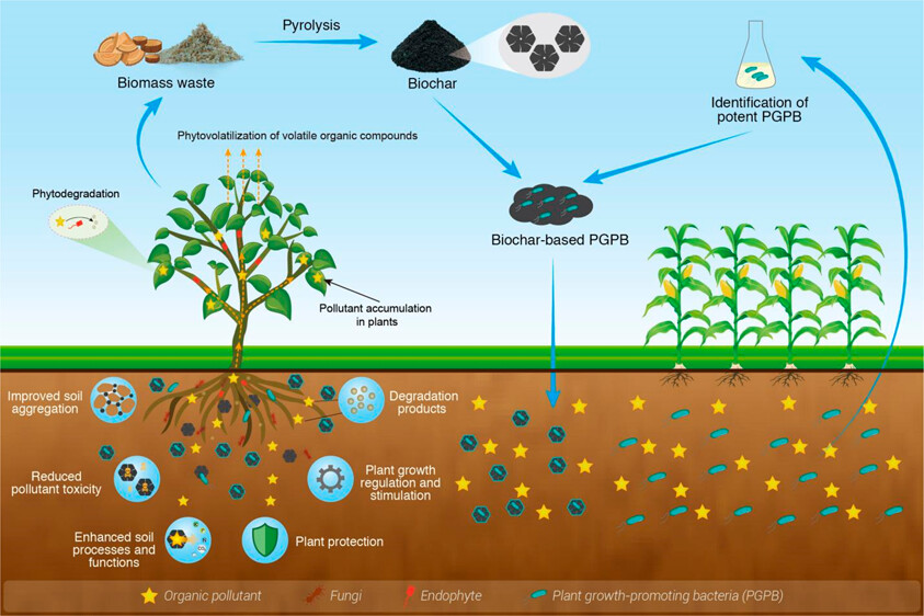 Biochar: A Potential Tool in Degraded Land Restoration for a Sustainable Future